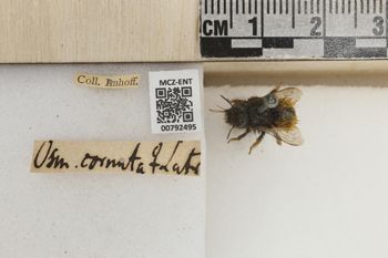 Media type: image;   Entomology 792495 Aspect: Labels